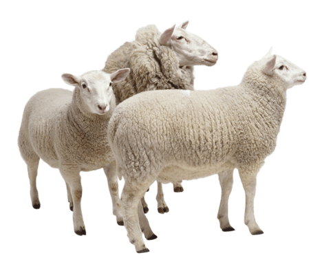 گوسفند زنده نوین شیپ