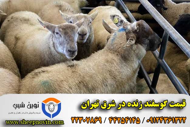 قیمت گوسفند زنده در شرق تهران
