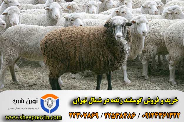 خرید و فروش گوسفند زنده در شمال تهران