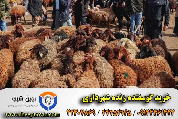 خرید گوسفنده زنده شهرداری