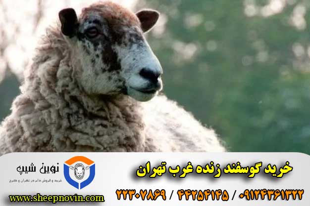 خرید گوسفند زنده غرب تهران