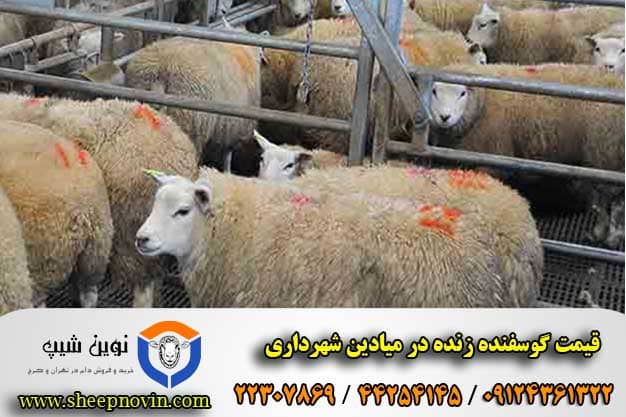 قیمت گوسفنده زنده در میادین شهرداری