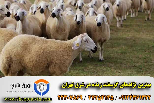 بهترین نژادهای گوسفند زنده در شرق تهران