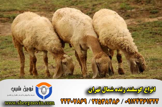 انواع گوسفند زنده شمال تهران