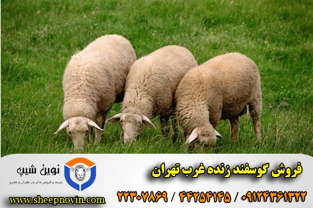 فروش گوسفند زنده غرب تهران