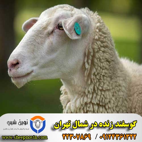 گوسفنده زنده در شمال تهران