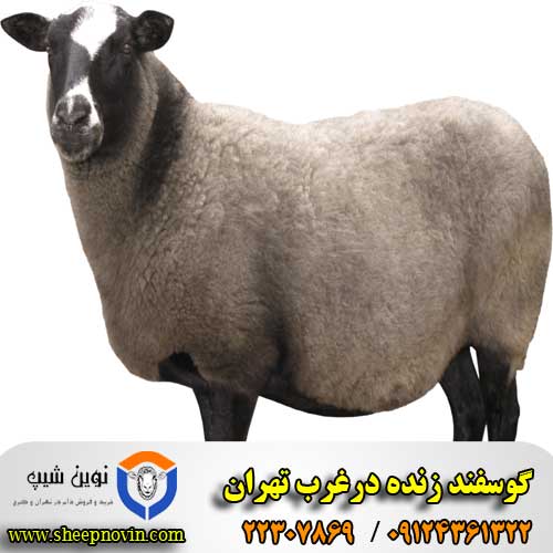 گوسفند زنده در غرب تهران