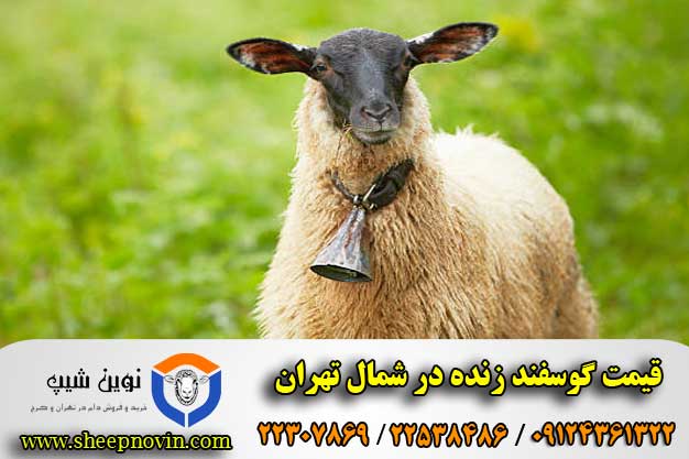 قیمت گوسفند زنده در شمال تهران