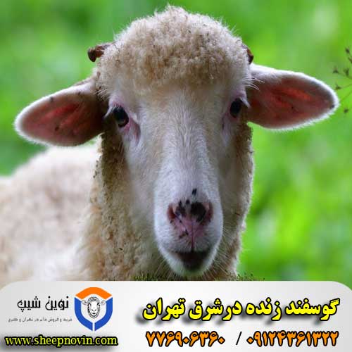 گوسفند زنده در شرق تهران