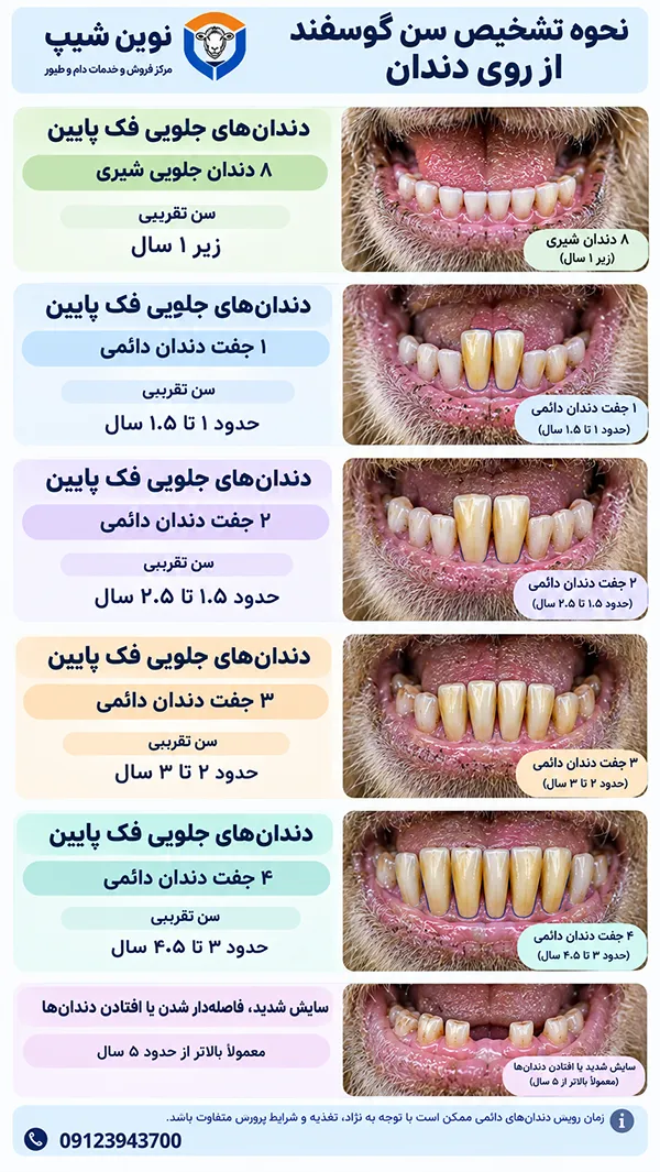 نحوه تشخیص سن گوسفند از روی دندان