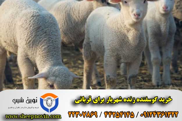 خرید گوسفنده زنده شهریار برای قربانی