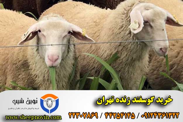 خرید گوسفند زنده تهران
