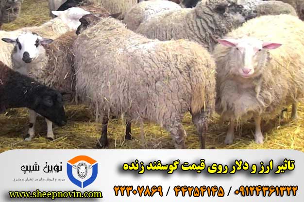 تاثیر ارز و دلار روی قیمت گوسفند زنده