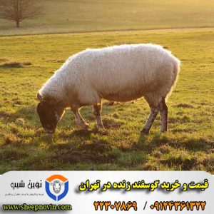 قیمت و خرید گوسفند زنده در تهران