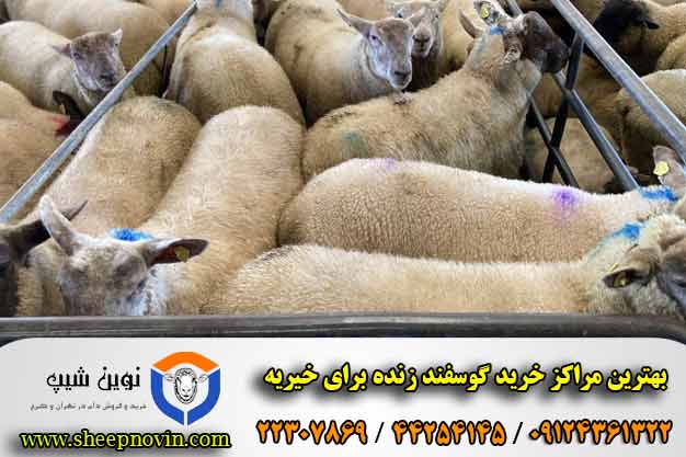 بهترین مراکز خرید گوسفند زنده برای خیریه