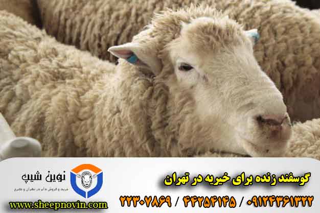 گوسفند زنده برای خیریه در تهران
