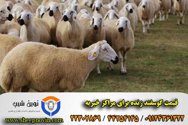 قیمت گوسفند زنده برای مراکز خیریه