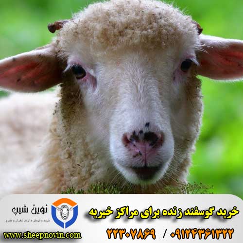 خرید گوسفند زنده برای مراکز خیریه