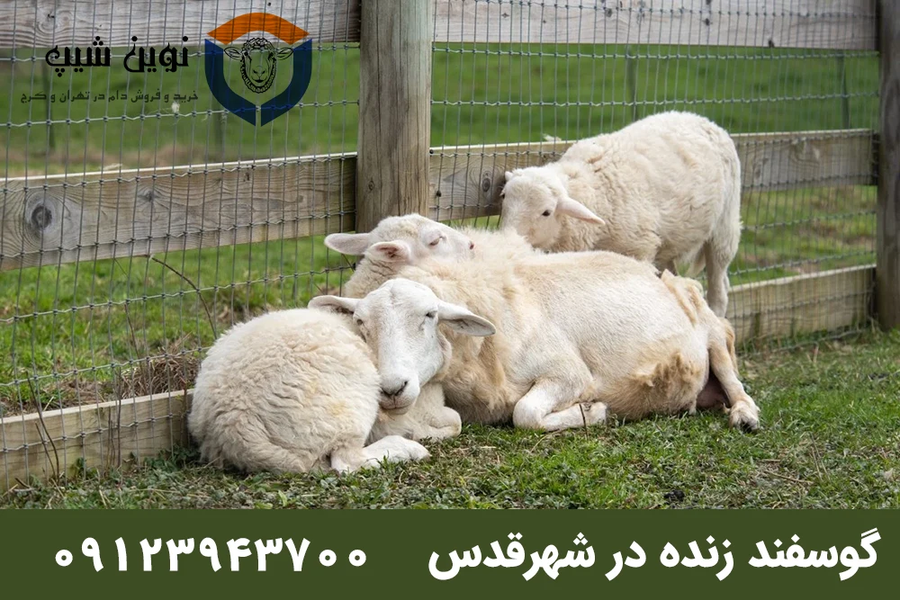 خرید و قیمت گوسفند زنده در شهر قدس