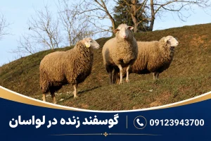 قیمت روز و خرید گوسفند زنده در لواسان