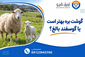 گوشت بره بهتره یا گوسفند بالغ