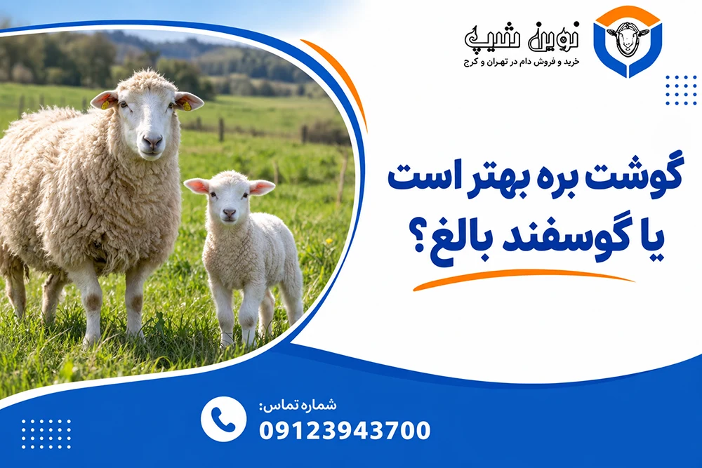 گوشت بره بهتره یا گوسفند بالغ