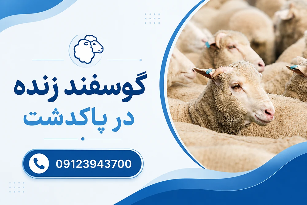 قیمت روز گوسفند زنده در پاکدشت - قیامدشت
