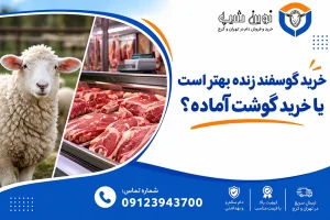 خرید گوسفند زنده بهتر است یا گوشت آماده؟