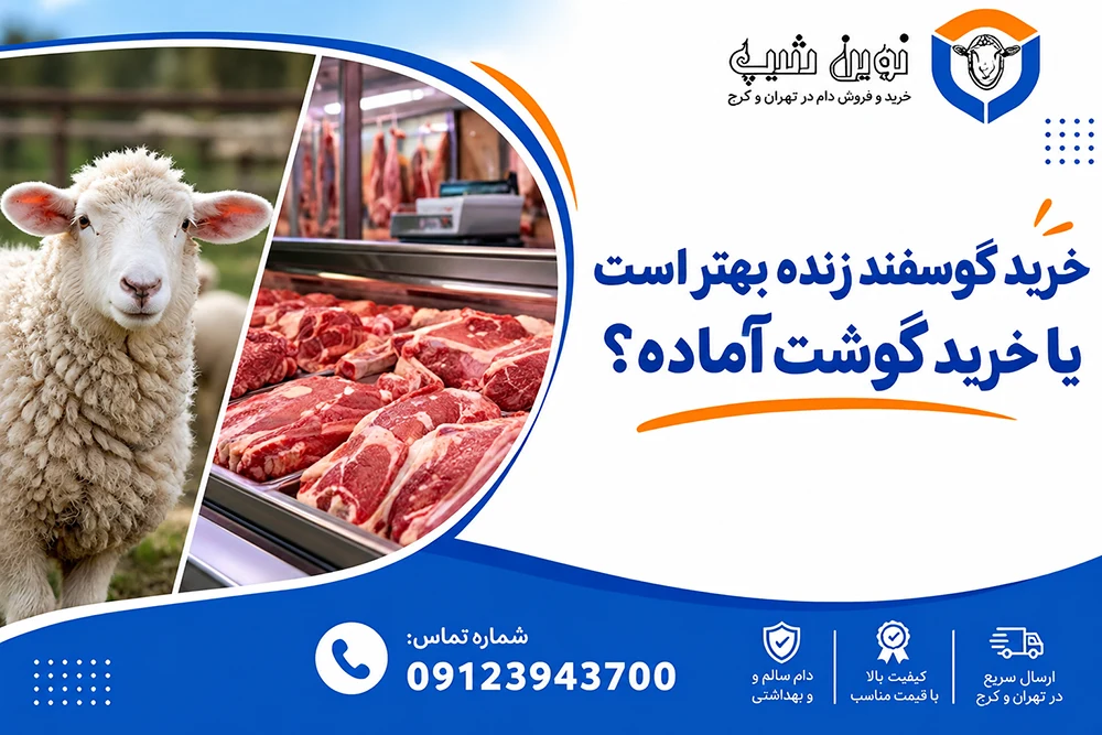 خرید گوسفند زنده بهتر است یا گوشت آماده؟