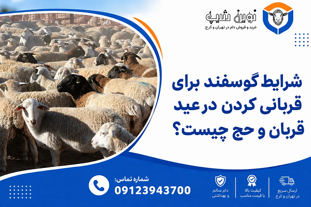 شرایط گوسفند زنده برای قربانی در عید قربان و حج