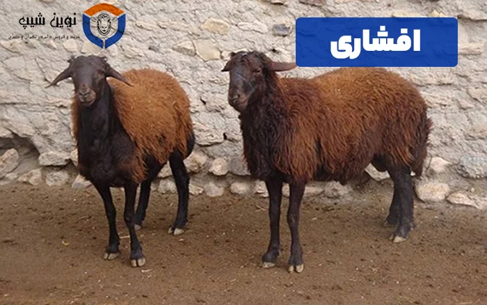 گوسفند افشاری