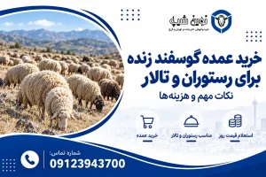 خرید عمده گوسفند برای رستوران ها و تالارها