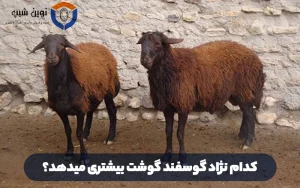 کدام نژاد گوسفندان گوشت بیشتری میدهند؟ معرفی نژادهای خوب