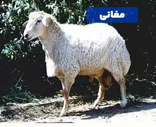 گوسفند مغانی