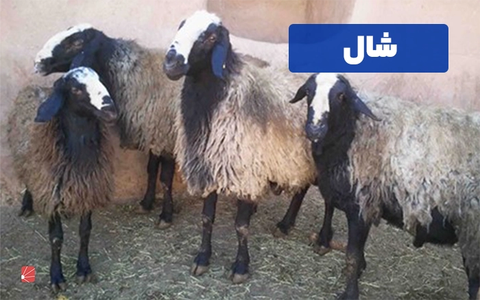 گوسفند شال