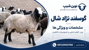 مشخصات و ویژگی های گوسفند شال