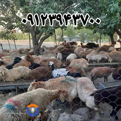 meat-supplier-in-tehran-3