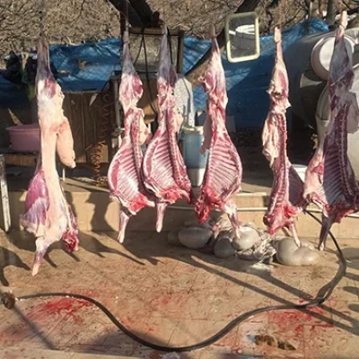 meat-supplier-in-tehran-4
